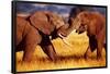 African Elephants Sparring-null-Framed Poster