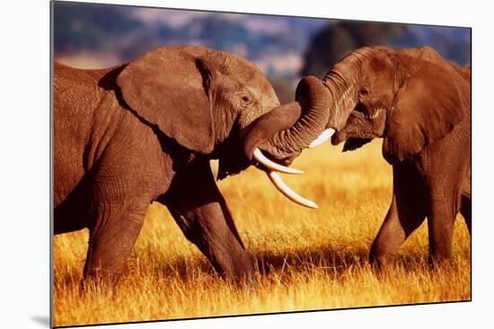 African Elephants Sparring-null-Mounted Poster