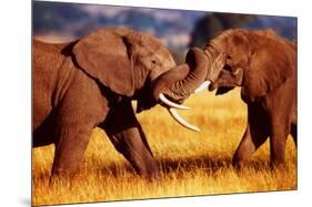 African Elephants Sparring-null-Mounted Poster