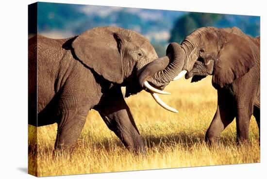 African Elephants Sparring-null-Stretched Canvas