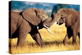 African Elephants Sparring-null-Stretched Canvas