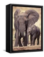 African Elephants, Tarangire National Park, Tanzania-Art Wolfe-Framed Stretched Canvas