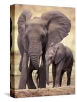 African Elephants, Tarangire National Park, Tanzania-Art Wolfe-Stretched Canvas