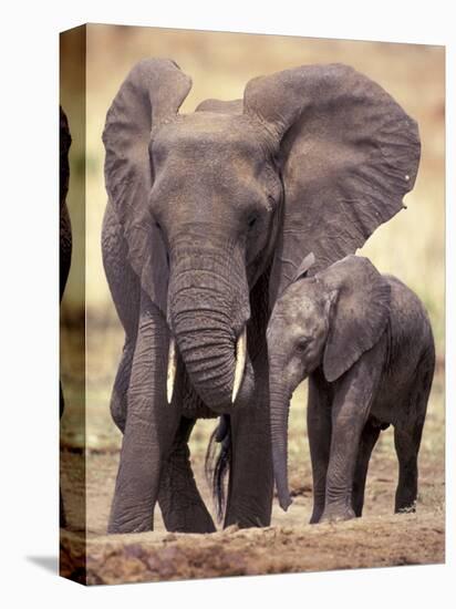 African Elephants, Tarangire National Park, Tanzania-Art Wolfe-Stretched Canvas