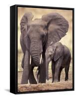 African Elephants, Tarangire National Park, Tanzania-Art Wolfe-Framed Stretched Canvas