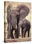 African Elephants, Tarangire National Park, Tanzania-Art Wolfe-Stretched Canvas