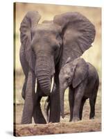 African Elephants, Tarangire National Park, Tanzania-Art Wolfe-Stretched Canvas