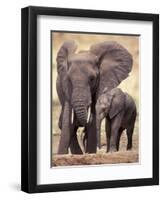 African Elephants, Tarangire National Park, Tanzania-Art Wolfe-Framed Premium Photographic Print