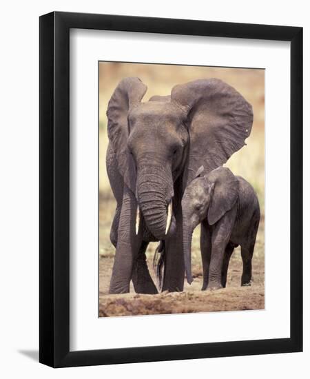 African Elephants, Tarangire National Park, Tanzania-Art Wolfe-Framed Premium Photographic Print