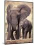 African Elephants, Tarangire National Park, Tanzania-Art Wolfe-Mounted Premium Photographic Print