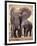 African Elephants, Tarangire National Park, Tanzania-Art Wolfe-Framed Premium Photographic Print