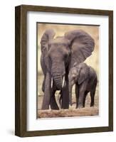 African Elephants, Tarangire National Park, Tanzania-Art Wolfe-Framed Photographic Print