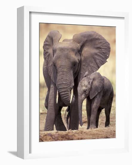 African Elephants, Tarangire National Park, Tanzania-Art Wolfe-Framed Photographic Print