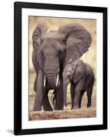 African Elephants, Tarangire National Park, Tanzania-Art Wolfe-Framed Photographic Print