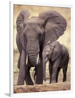 African Elephants, Tarangire National Park, Tanzania-Art Wolfe-Framed Photographic Print