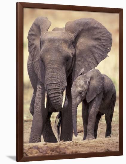 African Elephants, Tarangire National Park, Tanzania-Art Wolfe-Framed Photographic Print