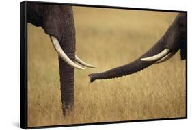 African Elephants Touching Trunks-DLILLC-Framed Stretched Canvas