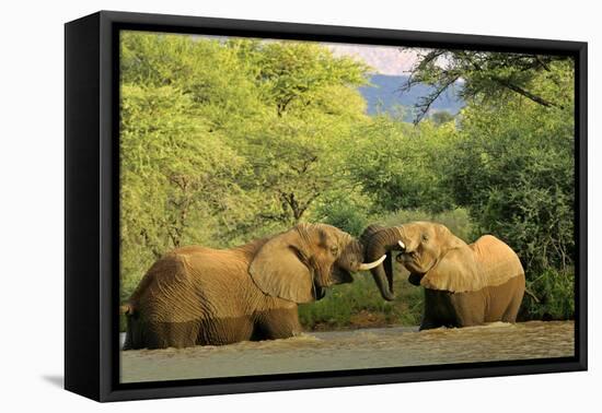 African Elephants Two Individuals Fighting Playfully-null-Framed Stretched Canvas