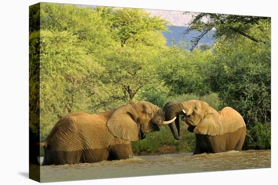 African Elephants Two Individuals Fighting Playfully-null-Stretched Canvas