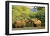 African Elephants Two Individuals Fighting Playfully-null-Framed Photographic Print