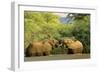 African Elephants Two Individuals Fighting Playfully-null-Framed Photographic Print