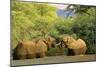 African Elephants Two Individuals Fighting Playfully-null-Mounted Photographic Print