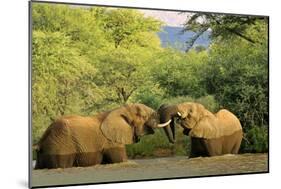 African Elephants Two Individuals Fighting Playfully-null-Mounted Photographic Print