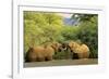 African Elephants Two Individuals Fighting Playfully-null-Framed Photographic Print