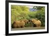 African Elephants Two Individuals Fighting Playfully-null-Framed Photographic Print