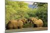 African Elephants Two Individuals Fighting Playfully-null-Mounted Photographic Print