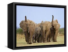 African Elephants, Using Trunks to Scent for Danger, Etosha National Park, Namibia-Tony Heald-Framed Stretched Canvas