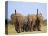 African Elephants, Using Trunks to Scent for Danger, Etosha National Park, Namibia-Tony Heald-Stretched Canvas