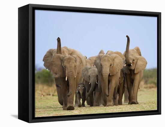 African Elephants, Using Trunks to Scent for Danger, Etosha National Park, Namibia-Tony Heald-Framed Stretched Canvas