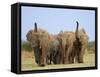 African Elephants, Using Trunks to Scent for Danger, Etosha National Park, Namibia-Tony Heald-Framed Stretched Canvas