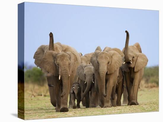 African Elephants, Using Trunks to Scent for Danger, Etosha National Park, Namibia-Tony Heald-Stretched Canvas