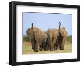 African Elephants, Using Trunks to Scent for Danger, Etosha National Park, Namibia-Tony Heald-Framed Premium Photographic Print