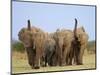 African Elephants, Using Trunks to Scent for Danger, Etosha National Park, Namibia-Tony Heald-Mounted Premium Photographic Print