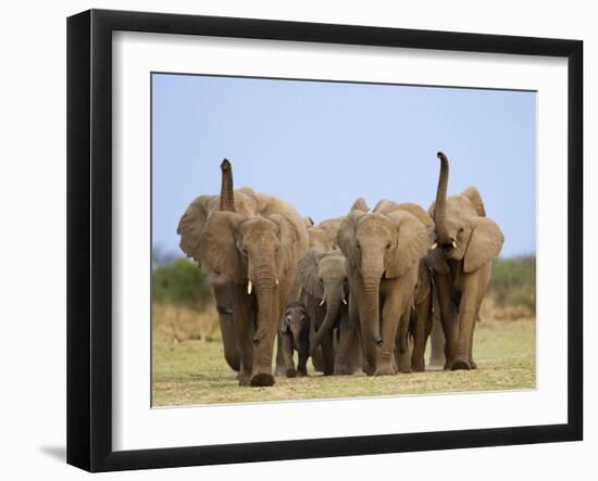 African Elephants, Using Trunks to Scent for Danger, Etosha National Park, Namibia-Tony Heald-Framed Premium Photographic Print