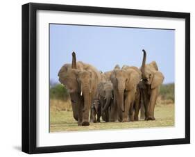 African Elephants, Using Trunks to Scent for Danger, Etosha National Park, Namibia-Tony Heald-Framed Premium Photographic Print