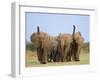 African Elephants, Using Trunks to Scent for Danger, Etosha National Park, Namibia-Tony Heald-Framed Premium Photographic Print