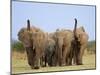 African Elephants, Using Trunks to Scent for Danger, Etosha National Park, Namibia-Tony Heald-Mounted Premium Photographic Print