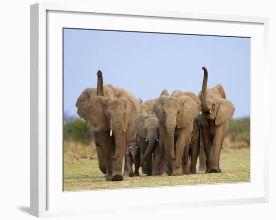 African Elephants, Using Trunks to Scent for Danger, Etosha National Park, Namibia-Tony Heald-Framed Photographic Print