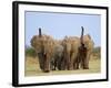 African Elephants, Using Trunks to Scent for Danger, Etosha National Park, Namibia-Tony Heald-Framed Photographic Print