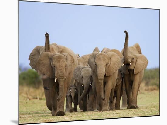 African Elephants, Using Trunks to Scent for Danger, Etosha National Park, Namibia-Tony Heald-Mounted Photographic Print