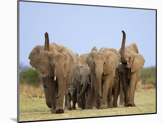 African Elephants, Using Trunks to Scent for Danger, Etosha National Park, Namibia-Tony Heald-Mounted Photographic Print
