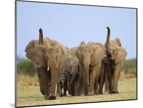 African Elephants, Using Trunks to Scent for Danger, Etosha National Park, Namibia-Tony Heald-Mounted Photographic Print