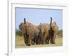 African Elephants, Using Trunks to Scent for Danger, Etosha National Park, Namibia-Tony Heald-Framed Photographic Print