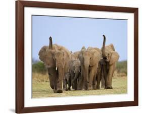 African Elephants, Using Trunks to Scent for Danger, Etosha National Park, Namibia-Tony Heald-Framed Photographic Print