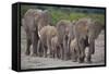 African Elephants Walking in Line-DLILLC-Framed Stretched Canvas