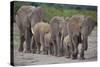 African Elephants Walking in Line-DLILLC-Stretched Canvas